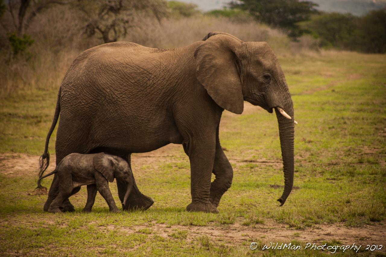 Thula Thula Exclusive Private Game Reserve & Lodge Ntambanana 외부 사진
