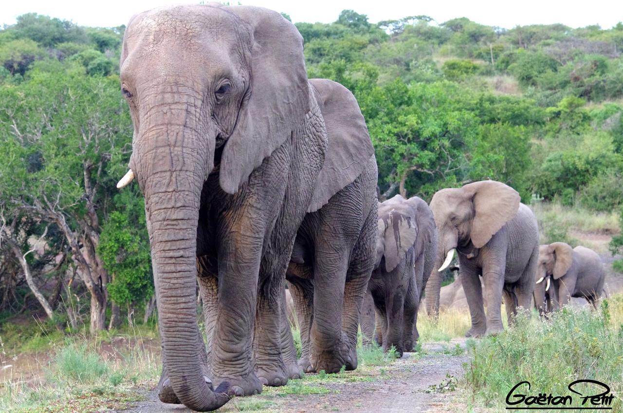 Thula Thula Exclusive Private Game Reserve & Lodge Ntambanana 외부 사진