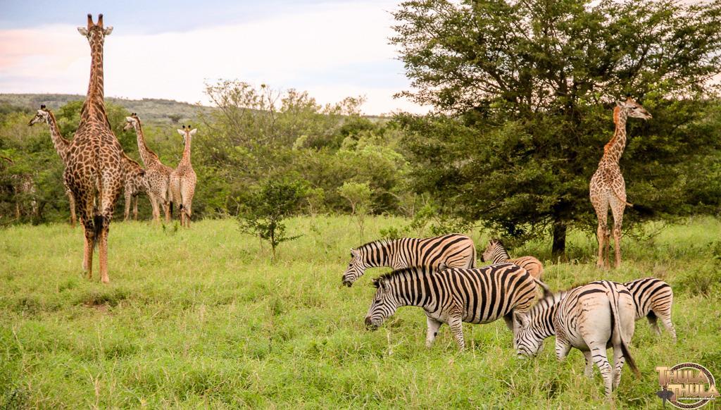 Thula Thula Exclusive Private Game Reserve & Lodge Ntambanana 외부 사진