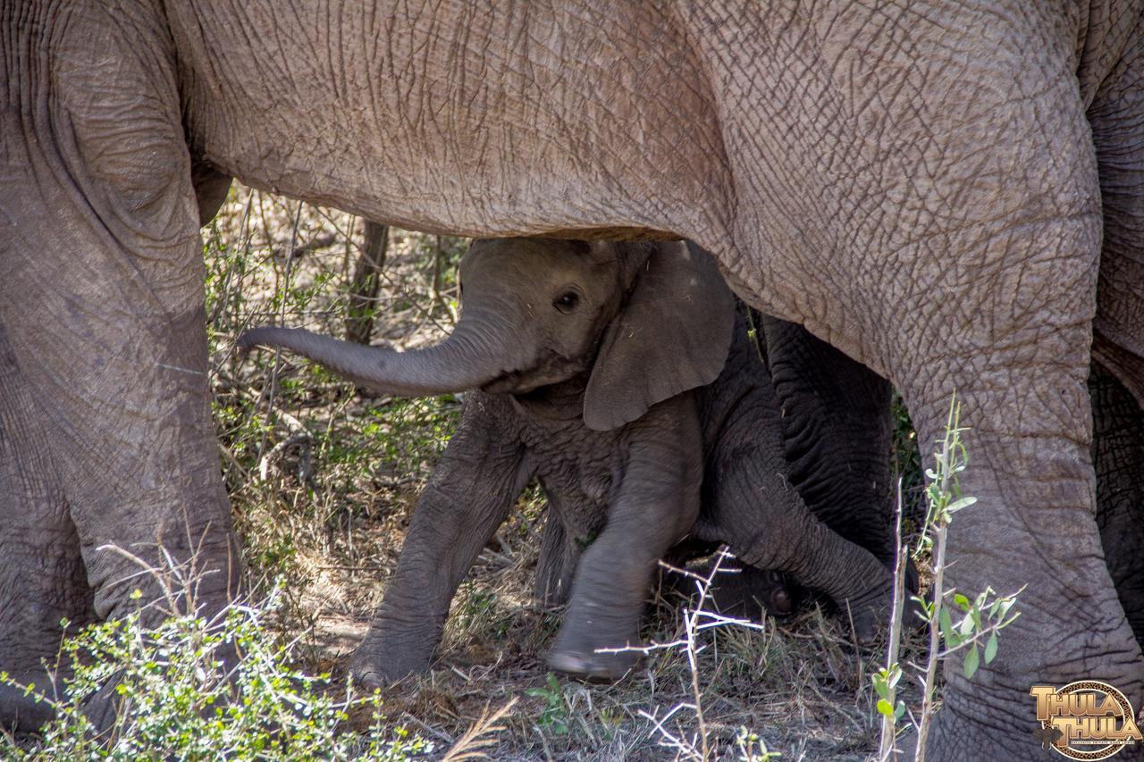 Thula Thula Exclusive Private Game Reserve & Lodge Ntambanana 외부 사진